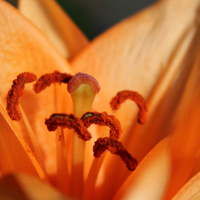 Close Up of an Orange Flower
